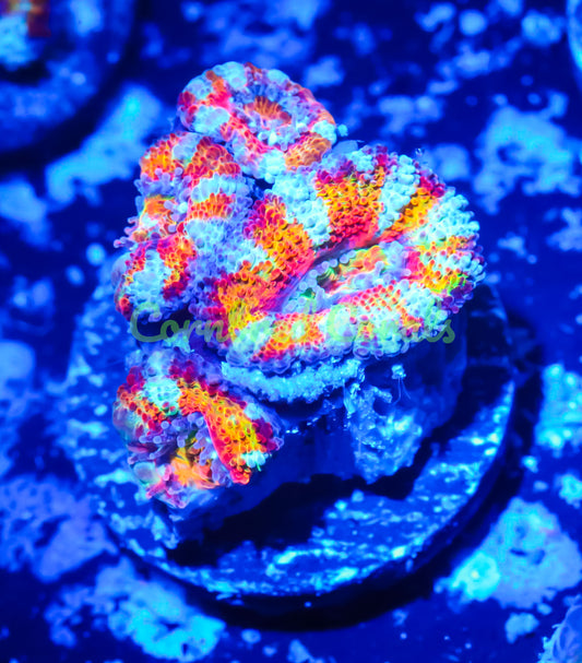 Cornbred's Rainbow Anaconda Acan - WYSIWYG