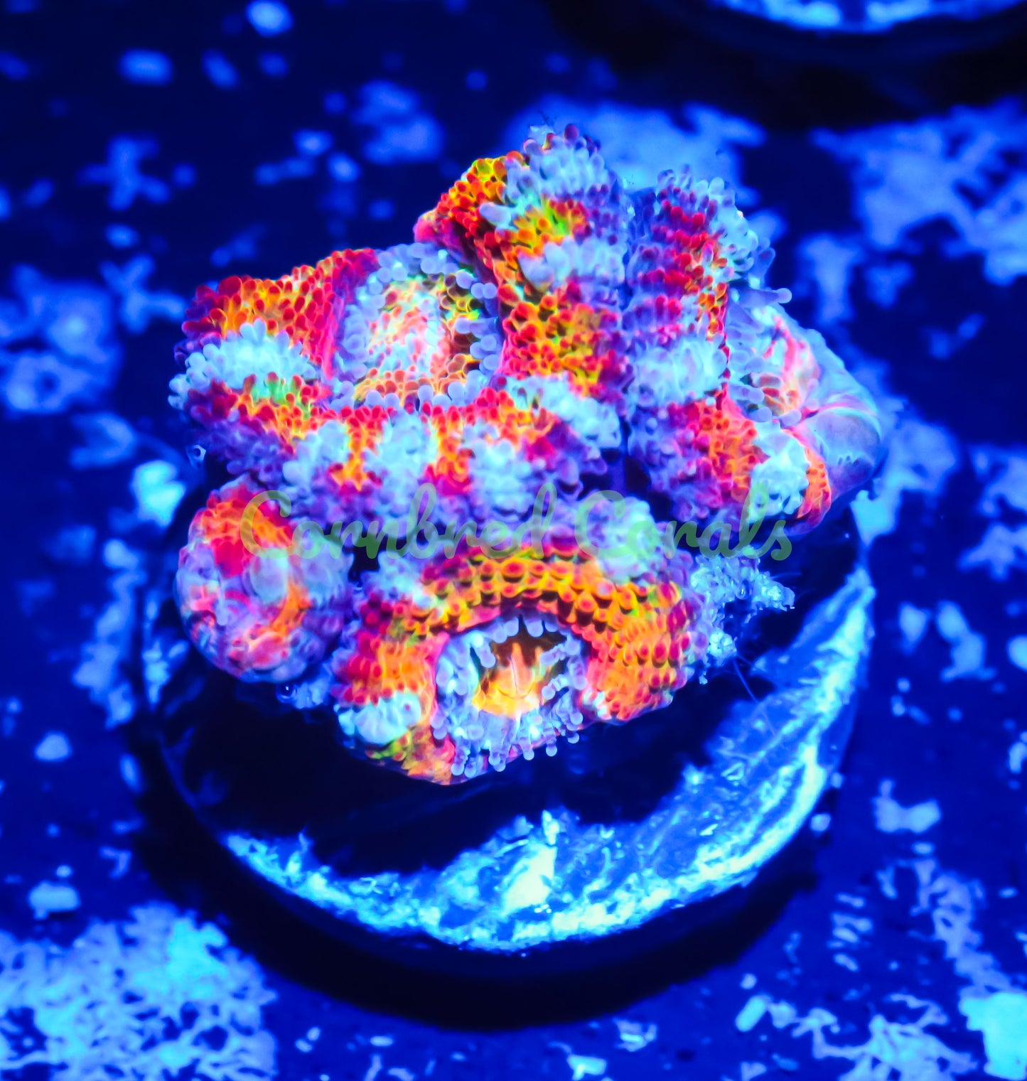 Cornbred's Rainbow Anaconda Acan - WYSIWYG