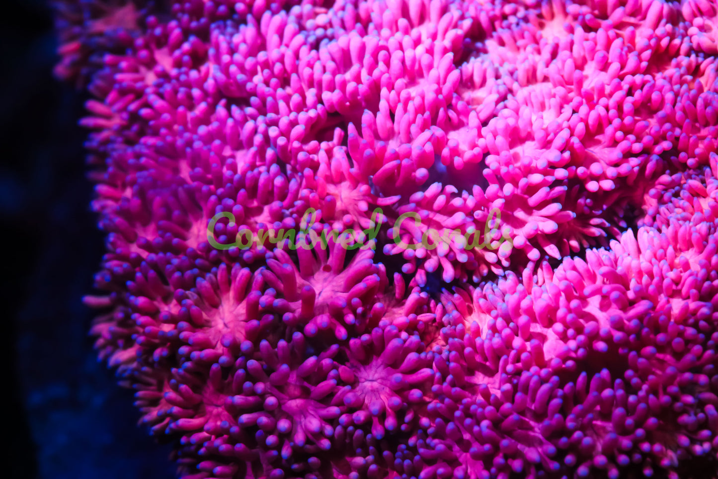 Cornbred's Pink Flamingo Gonipora