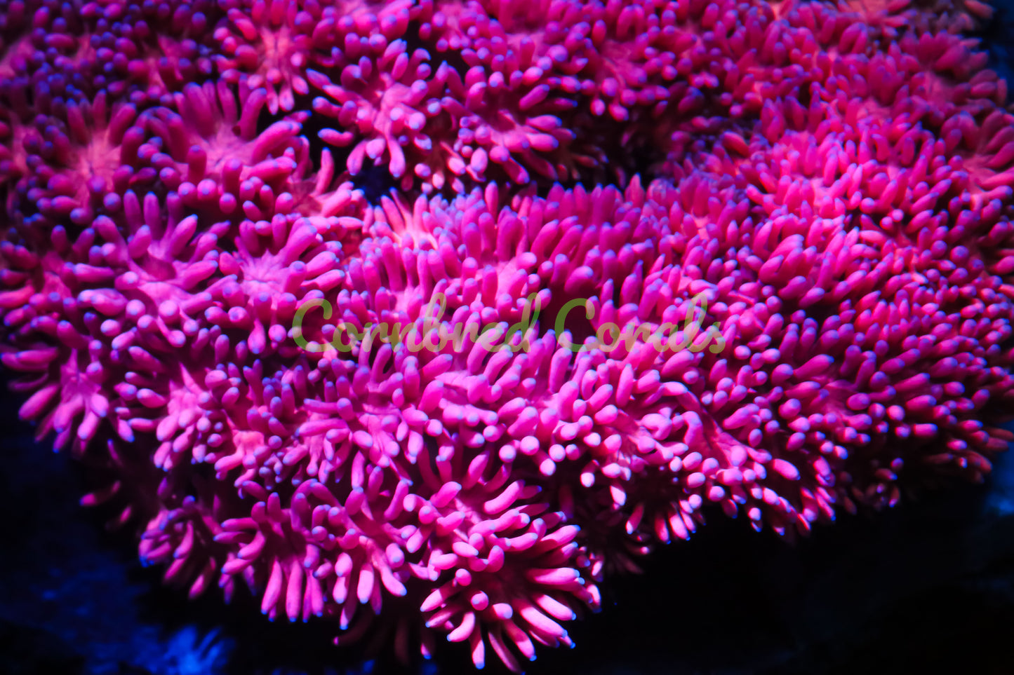 Cornbred's Pink Flamingo Gonipora