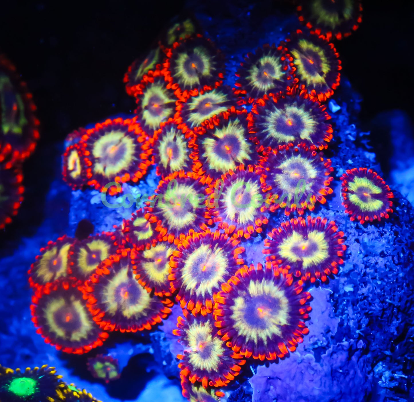 Cornbred's Shooting Star Zoas