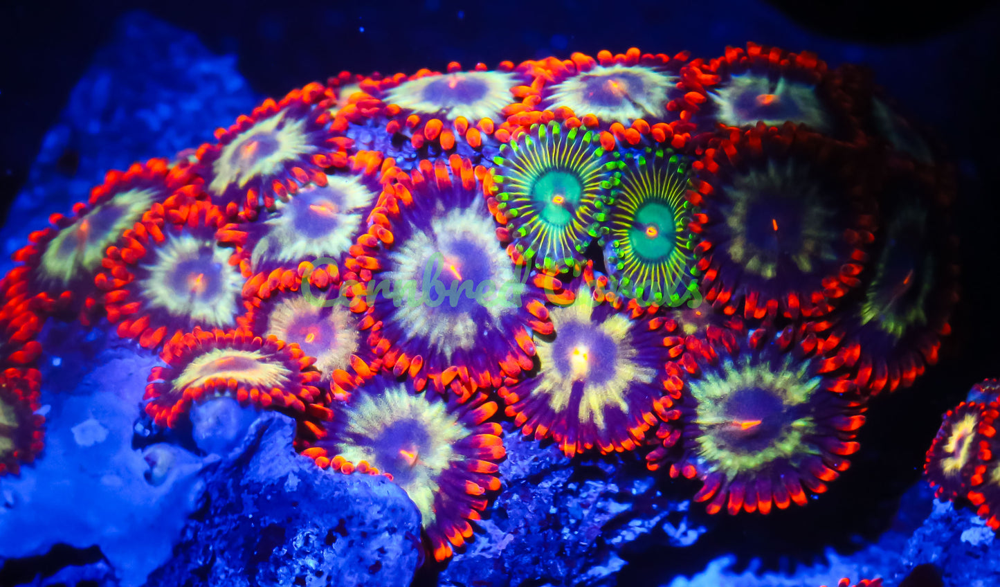 Cornbred's Shooting Star Zoas