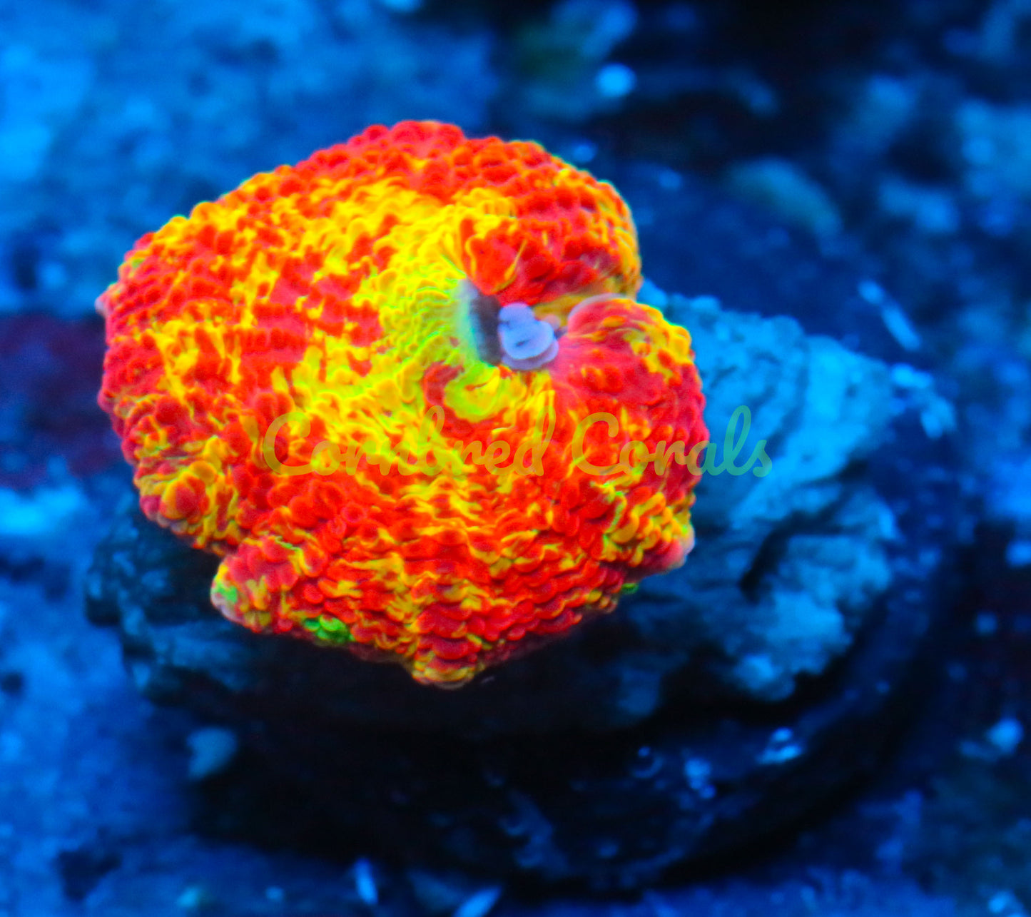 Cornbred's Rainbow Bounce Eclectus Mushroom - WYSIWYG