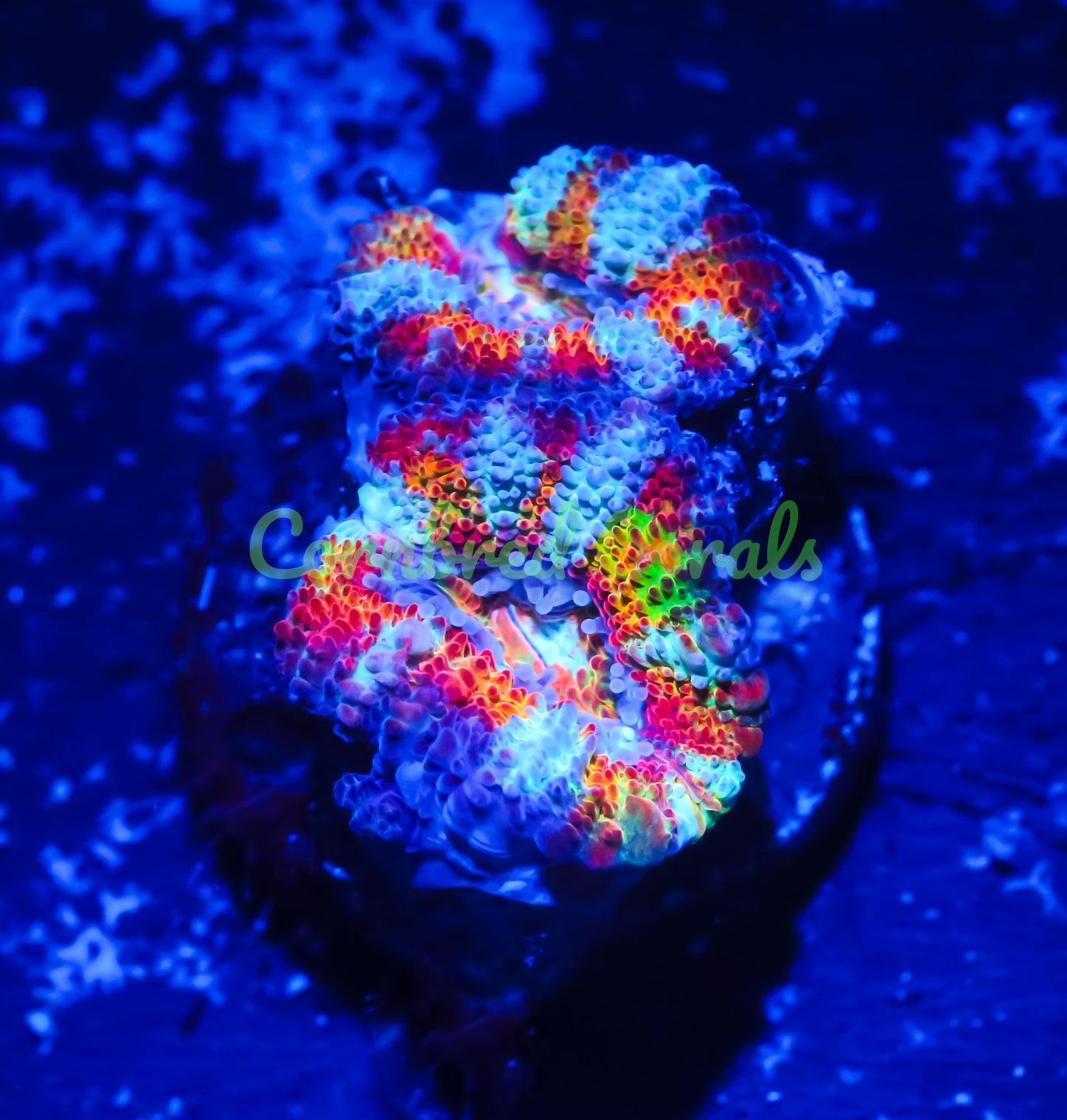 Cornbred's Rainbow Anaconda Acan - WYSIWYG