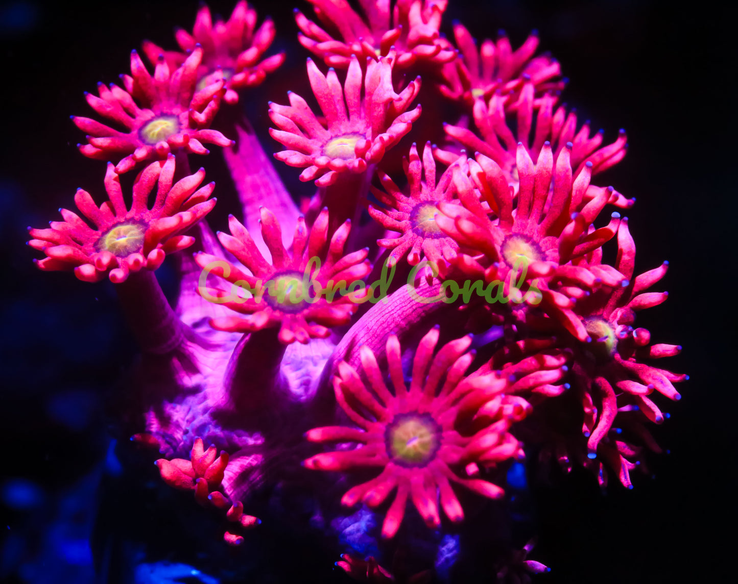 Cornbred's Hot Pink Sunflower Gonipora - WYSIWYG