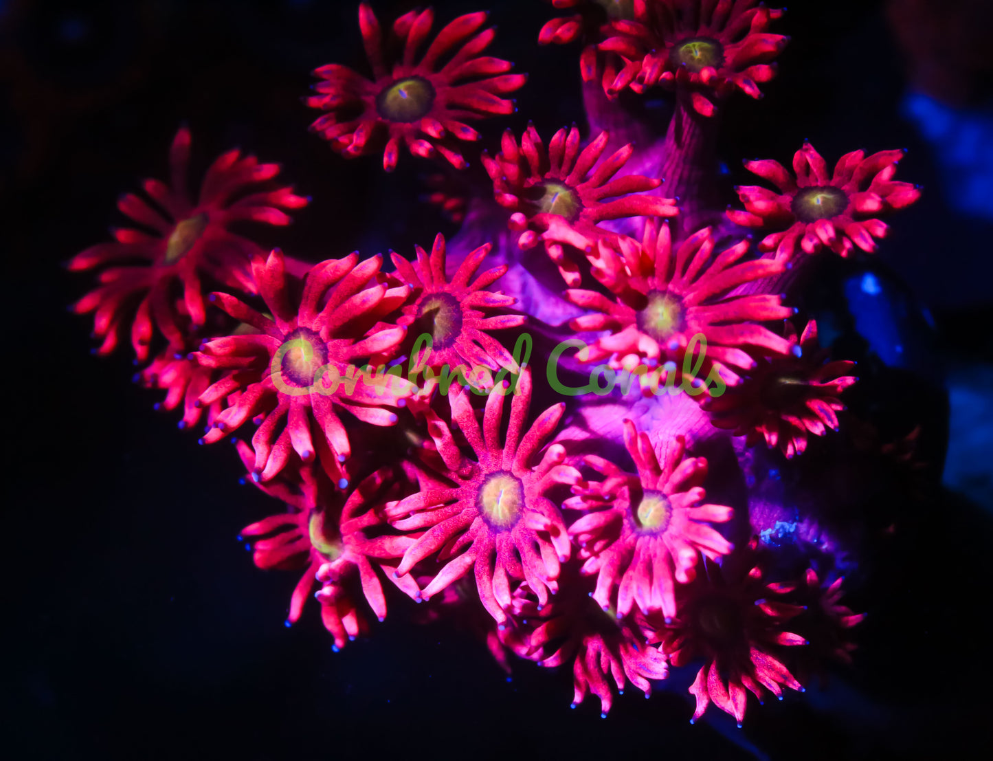 Cornbred's Hot Pink Sunflower Gonipora - WYSIWYG