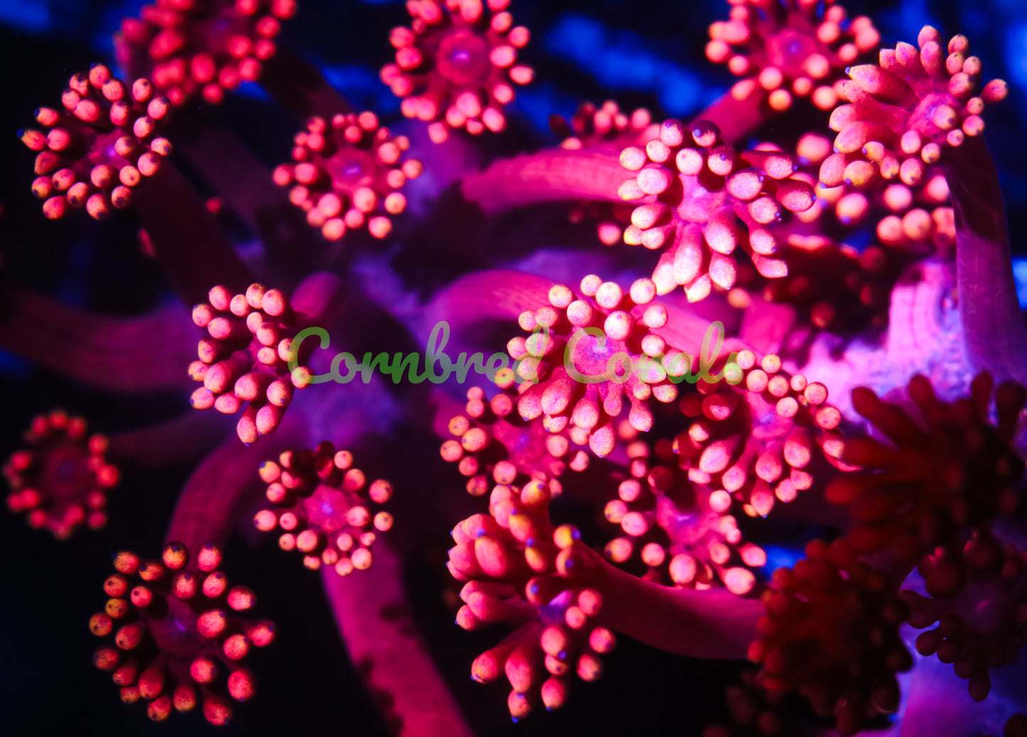 Cornbred's Red Hot Gonipora