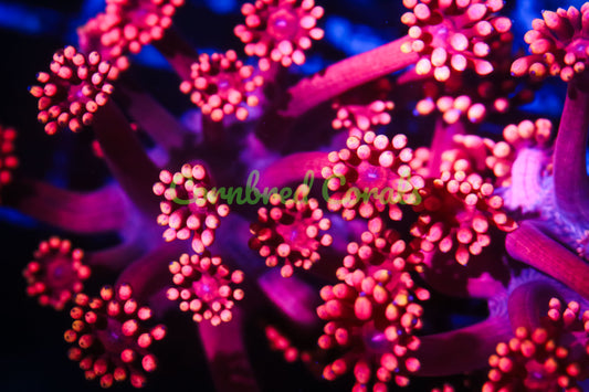 Cornbred's Red Hot Gonipora