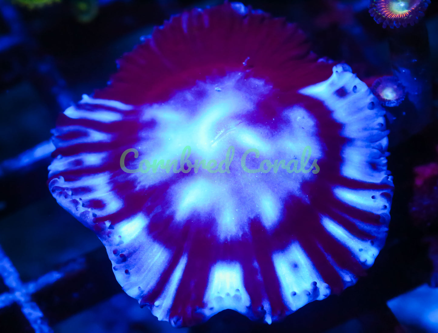 Cornbred's Ghost Rider Grandis - WYSIWYG