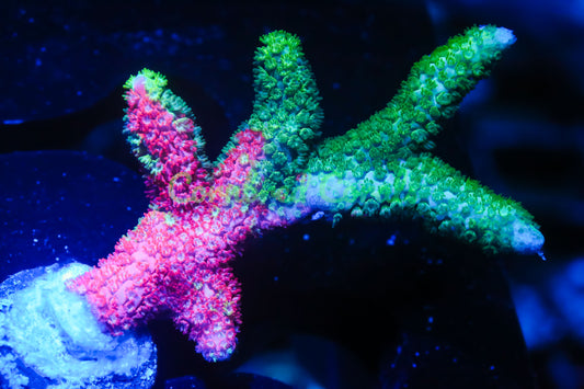 Cornbred's Tropical Grafted Digi - WYSIWYG