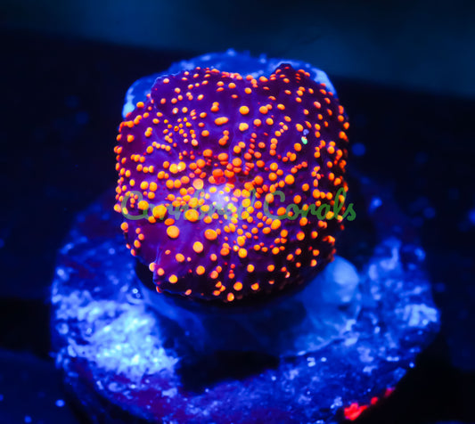 Cornbred's Interstellar Mushroom - WYSIWYG