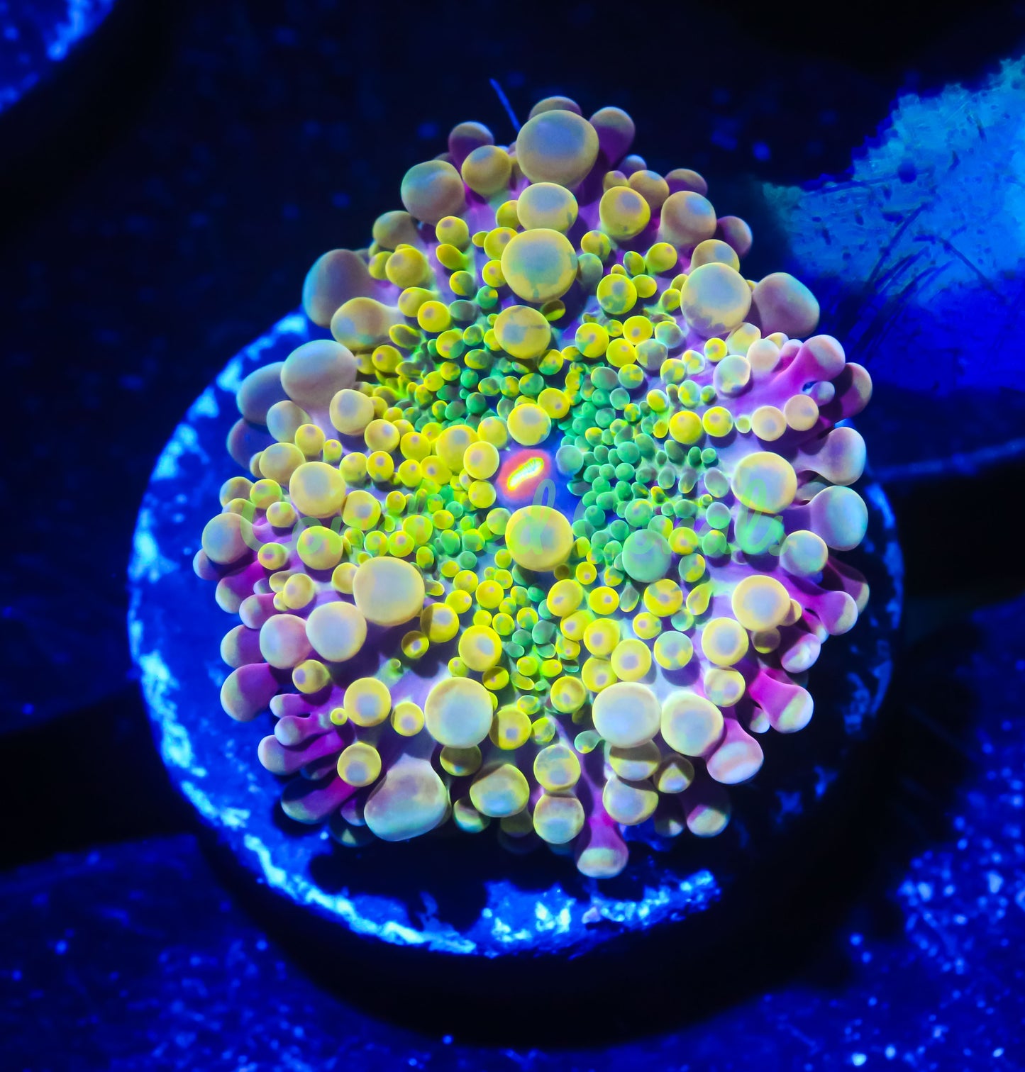 Cornbred's Sour Croc Yuma Mushroom - WYSIWYG