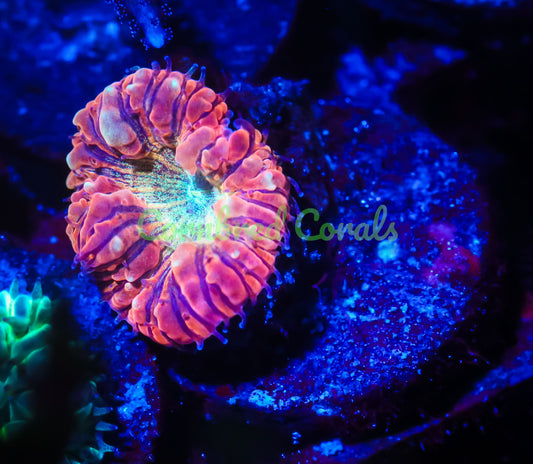 Cornbred's Sun God Blasto - WYSIWYG