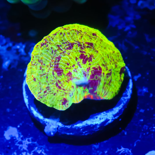 Cornbred's Firethrower Eclectus Mushroom - WYSIWYG