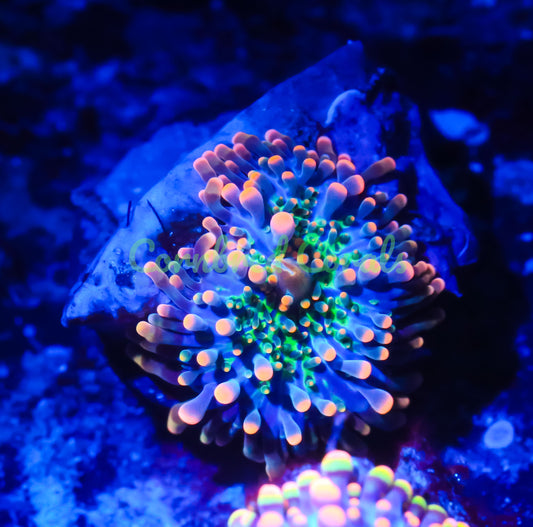 Cornbred's Godzilla Bounce Yuma Mushroom - WYSIWYG