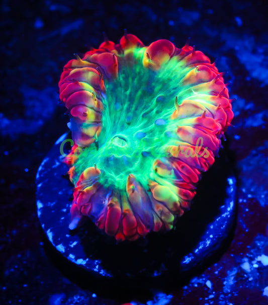 Cornbred's Radioactive Blasto - WYSIWYG