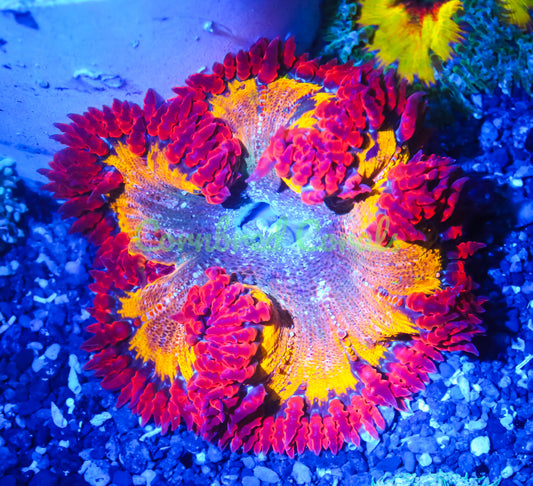 Cornbred's Ring of Fire Rock Nem - WYSIWYG