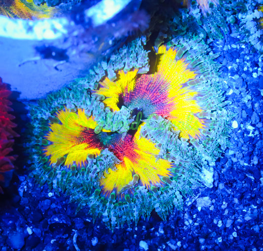 Cornbred's Solar Flare Rock Nem - WYSIWYG