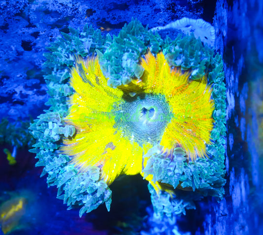 Cornbred's Lemon Tie-Dye Rock Nem - WYSIWYG