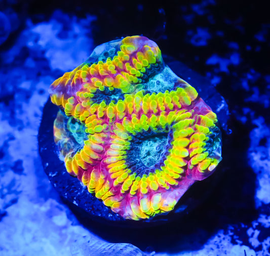 Cornbred Presents Cali Kid's Electric Daisy Favia - WYSIWYG