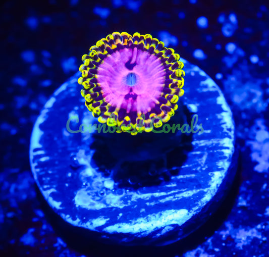 Cornbred's Pink Diamond Paly