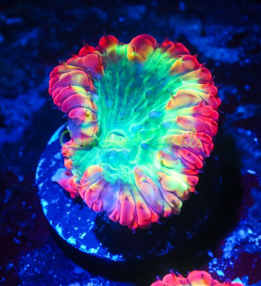 Cornbred's Radioactive Blasto - WYSIWYG