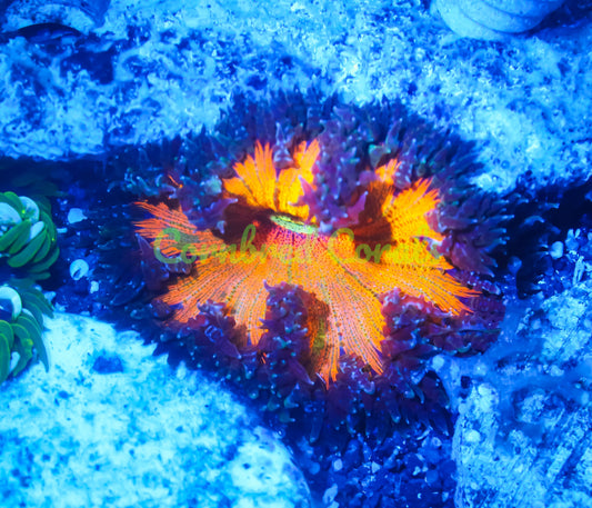 Cornbred's Orange Tie-Dye Rock Nem - WYSIWYG