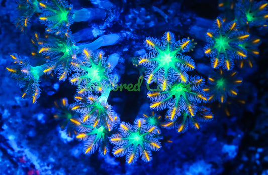 Cornbred's Chronic Rasta Clove Polyps