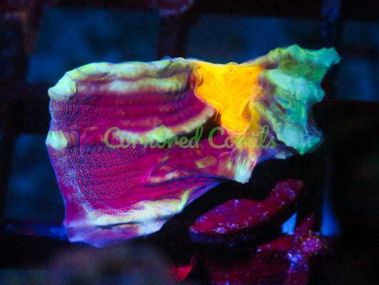 Cornbred Presents WWC's Sundrop Mycedium Chalice - WYSIWYG