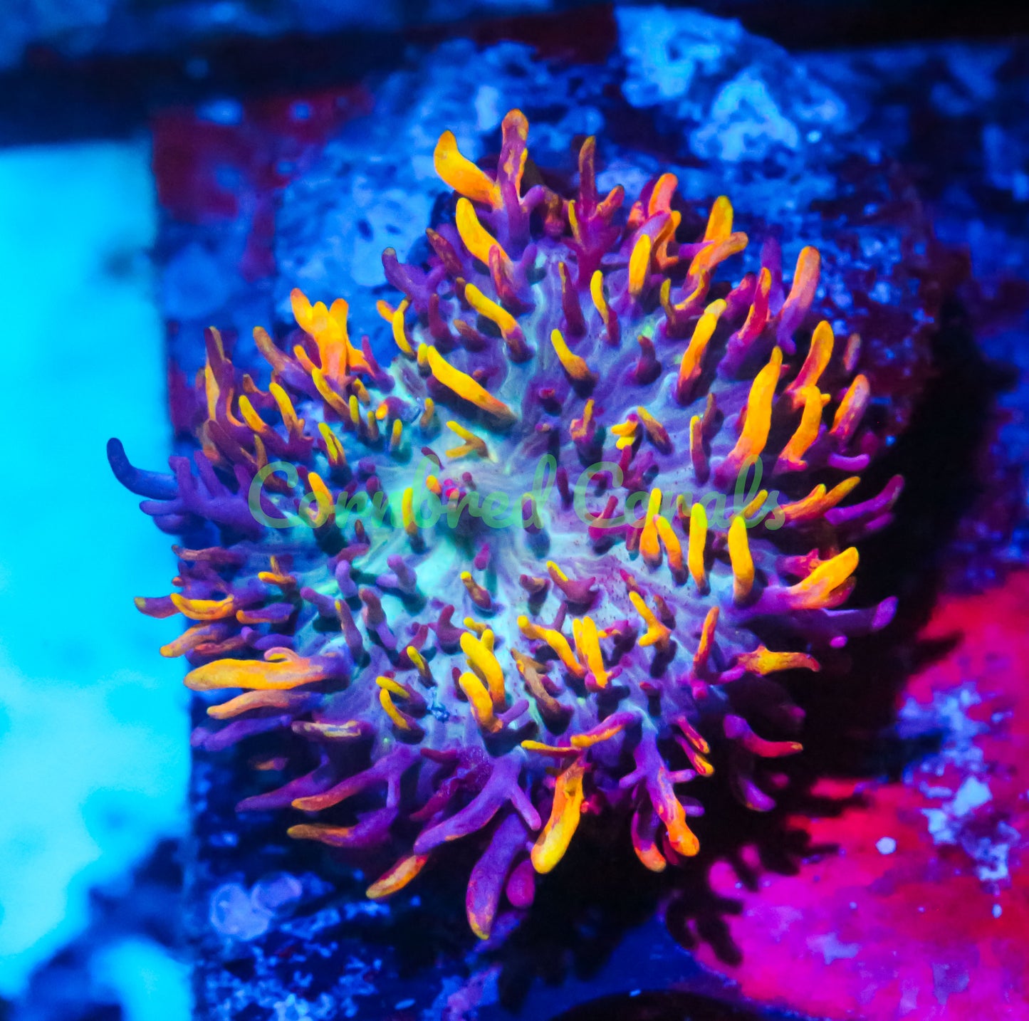 Cornbred's Fire Mushroom - WYSIWYG