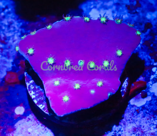 Cornbred's LA Lakers Scroll Coral