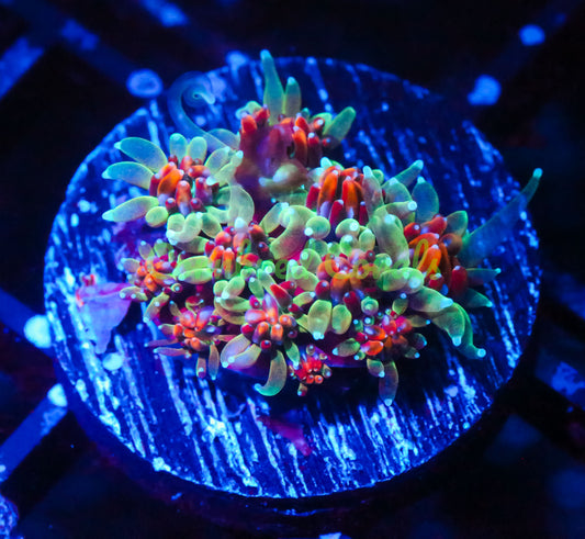 Cornbred's Strawberry Fields Galaxea
