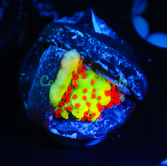 Cornbred's Yellow Fever Monti - WYSIWYG