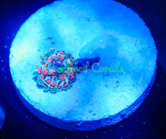 Cornbred Presents Doughboy Bean Bag Bounce Mushroom - WYSIWYG