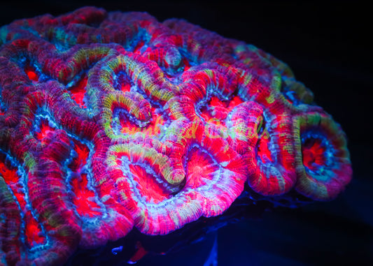 Cornbred's Spitfire Wilsoni