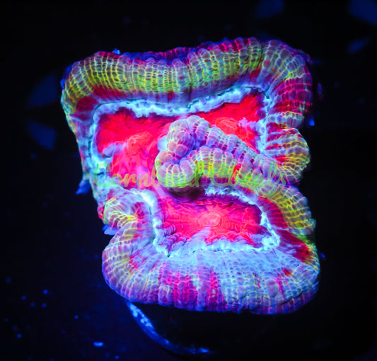 Cornbred's Spitfire Wilsoni - WYSIWYG
