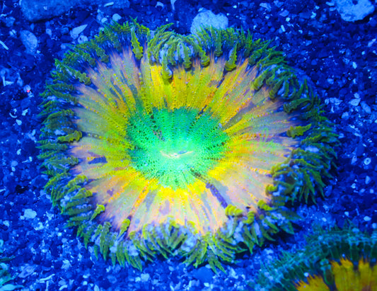Cornbred's Grafted Alien Eye Rock Nem - WYSIWYG
