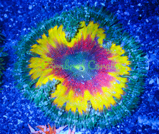 Cornbred's Solar Flare Rock Nem - WYSIWYG