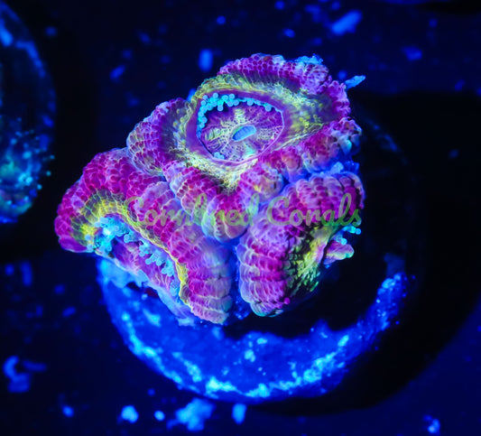 Cornbred's Pink Lemonade Acan - WYSIWYG