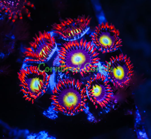 Cornbred's Laser Beam Zoas - WYSIWYG