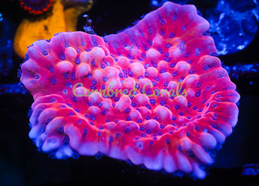 Cornbred's Flaming Phoenix Monti - WYSIWYG