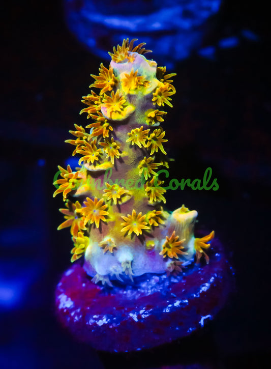 Cornbred's Rainbow Passion Acro AKA WD - WYSIWYG