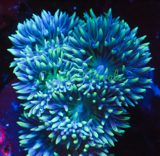 Cornbred's Blue Stripe Duncan