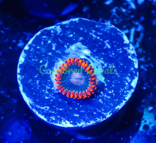Cornbred's Mystical Avenger Paly - WYSIWYG