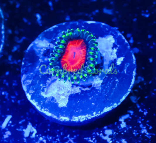 Cornbred's Dune God Paly/Zoa - WYSIWYG