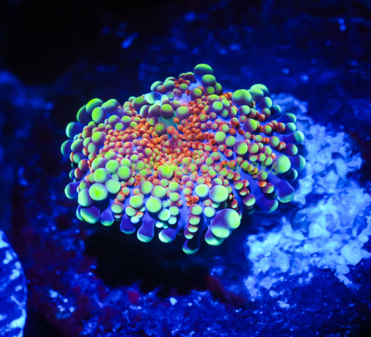 Cornbred's Celebration Yuma Mushroom - WYSIWYG