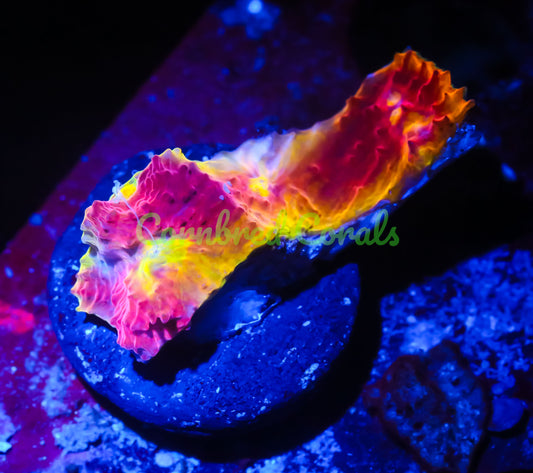 Cornbred's Flaming Bugatti Chalice - WYSIWYG