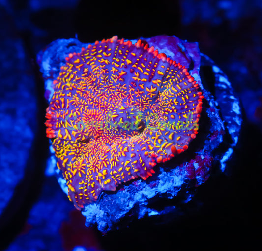 Cornbred's Solar Blast Mushroom - WYSIWYG