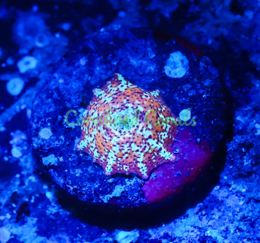 Cornbred's Leopard Discosoma Mushroom - WYSIWYG