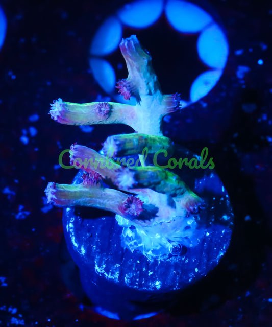 Cornbred's PPE Branching Cyphastrea - WYSIWYG